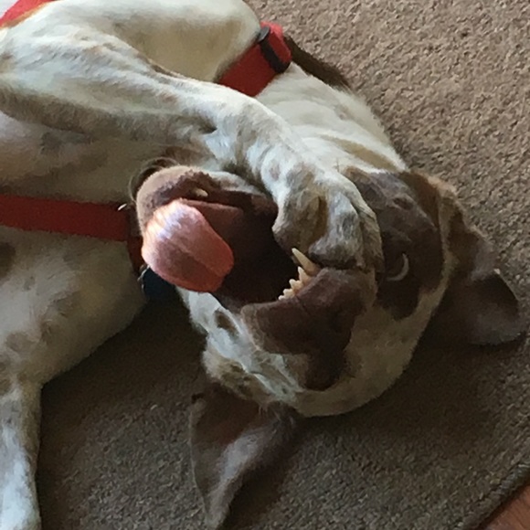 Meet your Posher, Lisa - Picture 1 of 1